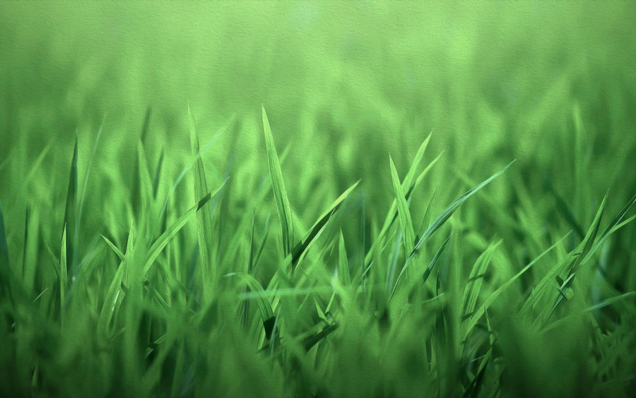 900x563 Green Grass Oil Paint Wallpaper By Pakaworld - Green Grass Painting