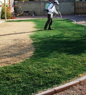 288x320 Natural Green Grass Patch What Is Grass Colorantgrass Painting - Green Grass Painting