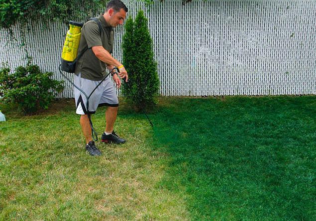 635x443 Painting The Lawn Green Californians For Population Stabilization - Green Grass Painting
