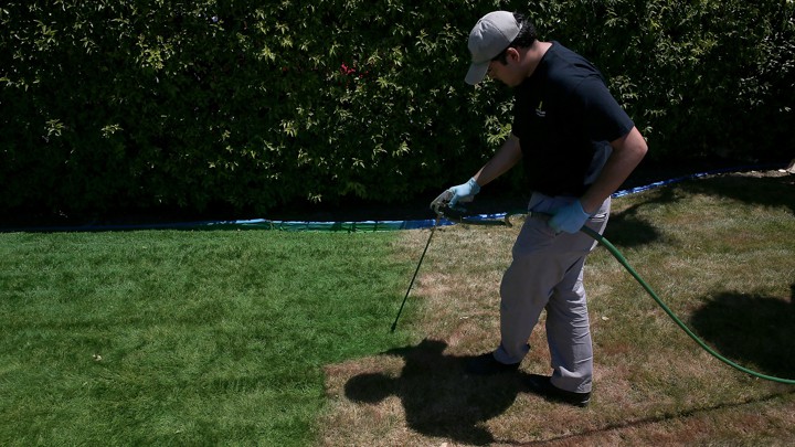 720x405 California Residents Are Painting Their Lawns Green - Green Grass Painting