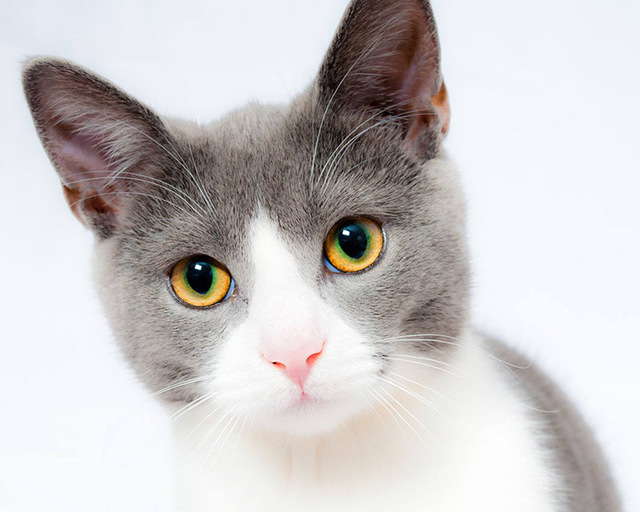 640x512 White Grey Cat Diamond Painting Cross Stitch Mosaic Square Full - Grey Cat Painting