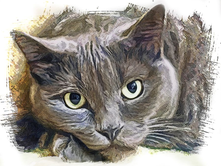 900x675 Grey Cat - Grey Cat Painting