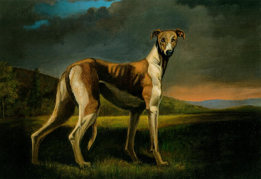 900x615 Greyhound A Hunter By Sight Painting By Alan Carlson - Greyhound Painting