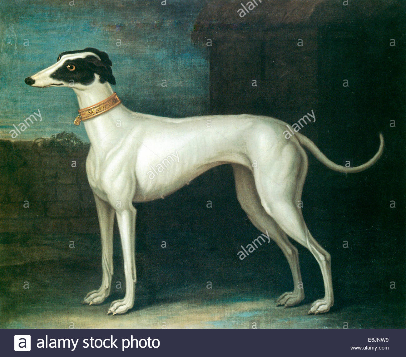 1300x1144 Greyhound Painting, Eighteenth Century Illustration Of A Favourite - Greyhound Painting