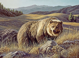 300x223 No Contest Painting By Paul Krapf - Grizzly Bear Painting