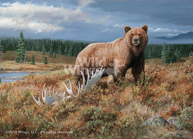 660x477 Grizzly Bear Painting Autumn Splendor By Persis C. Weirs Wild Wings - Grizzly Bear Painting