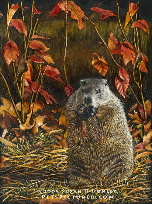 500x670 Groundhog Bulking Up For A Long Winter's Nap - Groundhog Day Painting