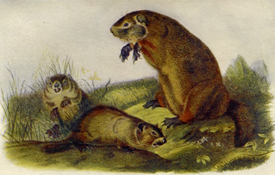 543x346 Groundhog Day John Burroughs On A Flabby Beast - Groundhog Painting