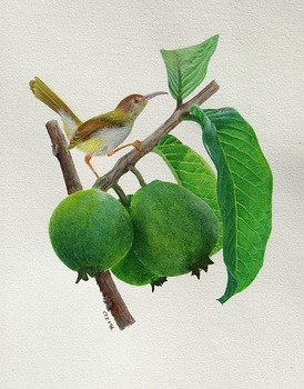 274x350 High Quality Painting Of Bird On Guava,acrylic On Paper - Guava Painting