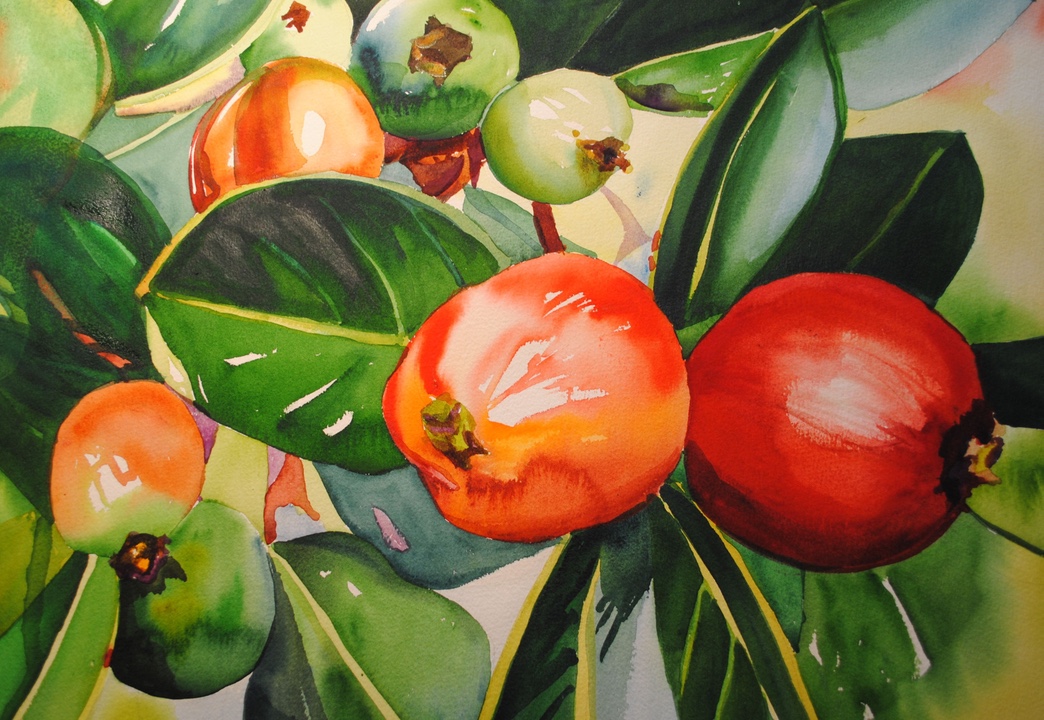 1044x720 Judith Perry's Hawaii Paintings - Guava Painting