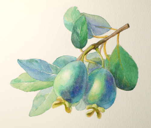 500x423 Paint Draw Paint, Learn To Draw Watercolor Demo Pineapple Guava - Guava Painting