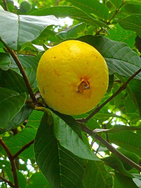 488x650 Wild Guava By Joel Carlson - Guava Painting