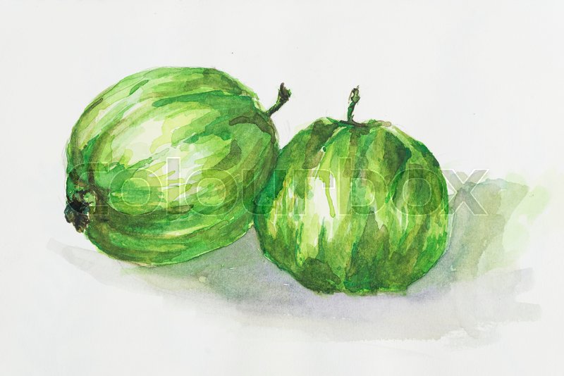 800x534 Watercolor Painting Of Green Guava Fruit Stock Photo Colourbox - Guava Painting