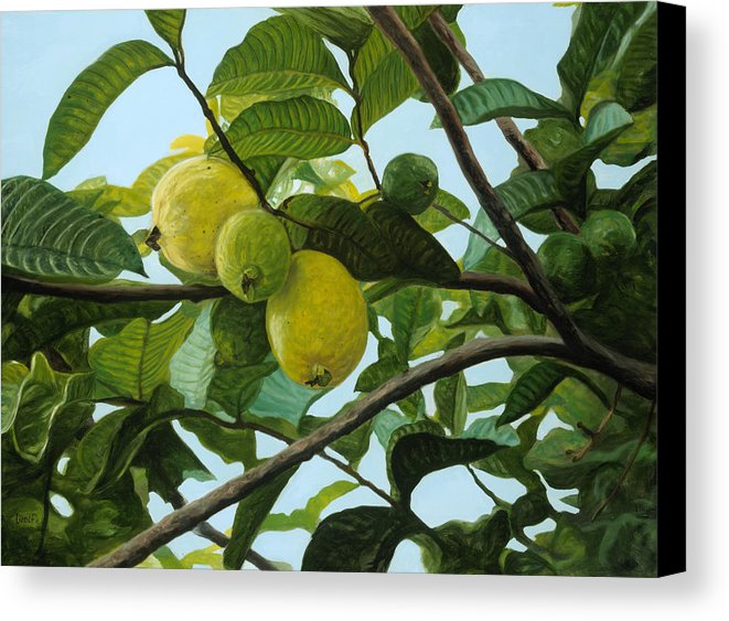 661x563 Guava Canvas Print Canvas Art By Michael Allen Wolfe - Guava Painting