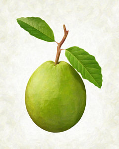 240x300 Guava Painting By Danny Smythe - Guava Painting