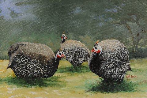 480x320 Original Wildlife Paintings By Janet N. Heaton. - Guinea Fowl Painting