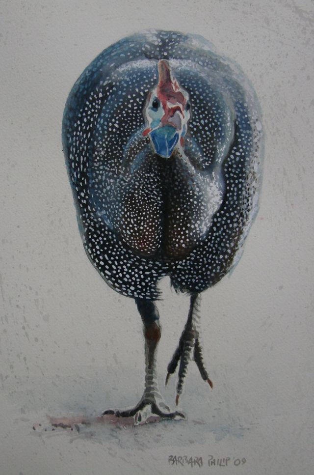 640x967 Single Guinea Fowl. Barbara Philip - Guinea Fowl Painting