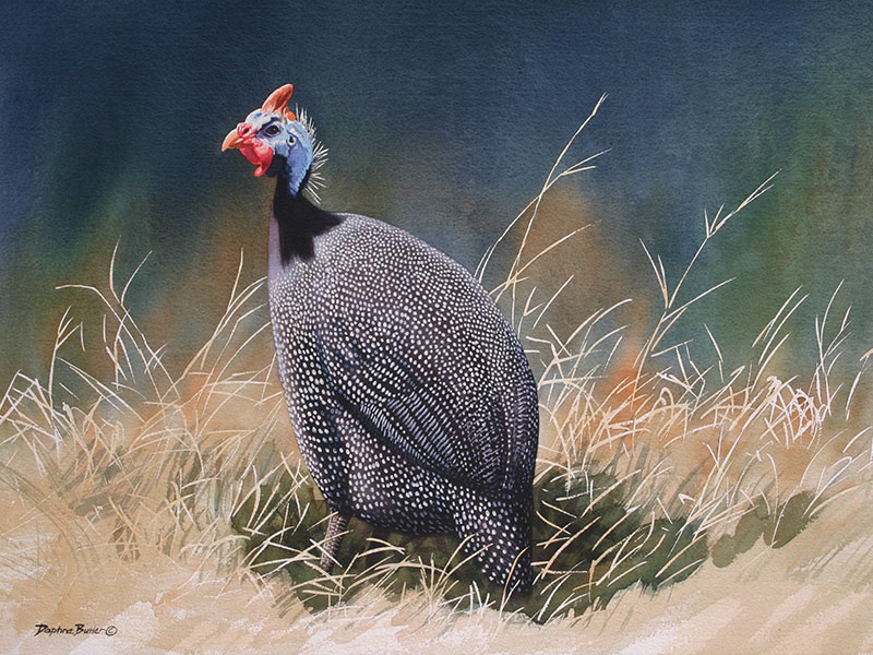 800x600 Strokes Of Genius Msafiri - Guinea Fowl Painting
