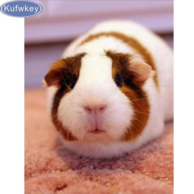 640x640 Full,diamond Embroidery,guinea Pig,5d Diamond Painting,cross - Guinea Pig Painting
