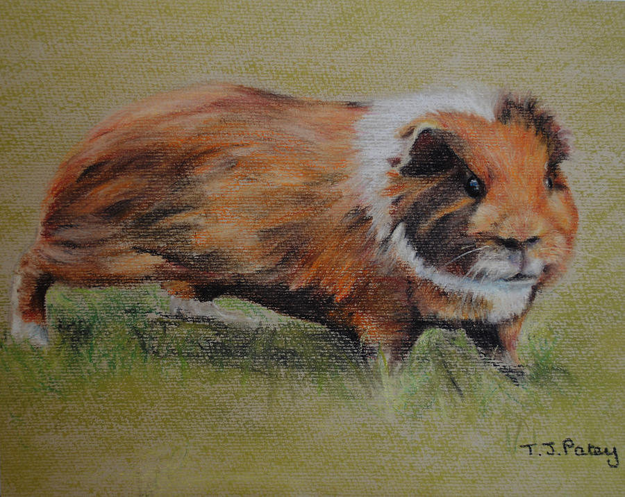 900x716 Guinea Pig Painting By Tanya Patey - Guinea Pig Painting