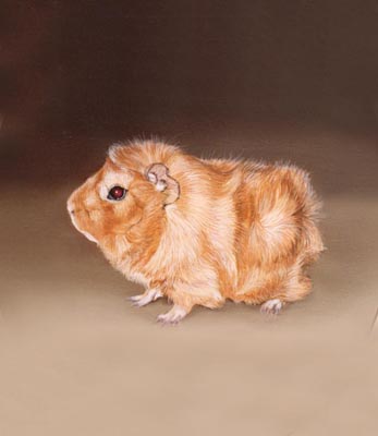 347x400 Pet Portraits Guinea Pig Oil Painting By Isabel Clark - Guinea Pig Painting