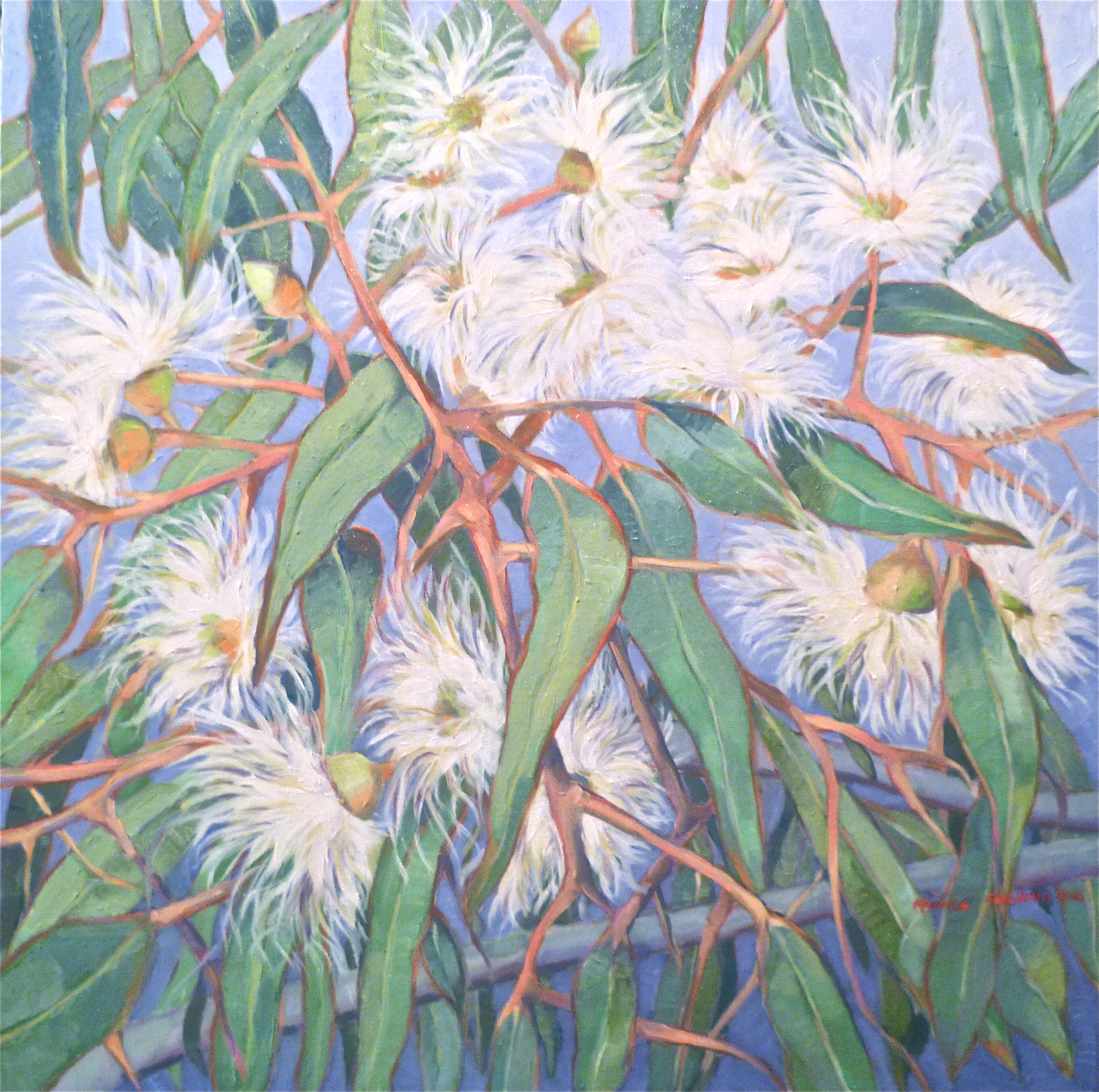 2794x2778 White Gum Blossom (Outside Our Window)'. Framed 64x64cm - Gum Painting