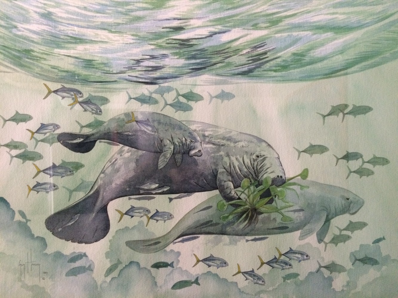 1334x1000 Guy Harvey Art For Sale - Guy Harvey Painting