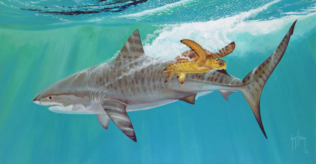 1024x532 Guy Harvey Will Make An Appearance At Seaworld San Antonio In Late - Guy Harvey Painting