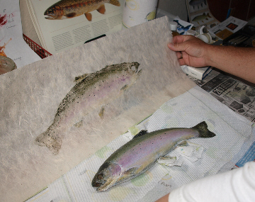 360x285 In The Artist's Studio' With Andrew Jensen - Gyotaku Fish Painting