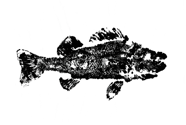 792x534 Japanese Gyotaku Fish Print Anya Toomre Art Amp Illustration - Gyotaku Fish Painting