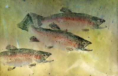 400x259 Michael Reimer Original Gyotaku Fish Rubbings Home - Gyotaku Fish Painting