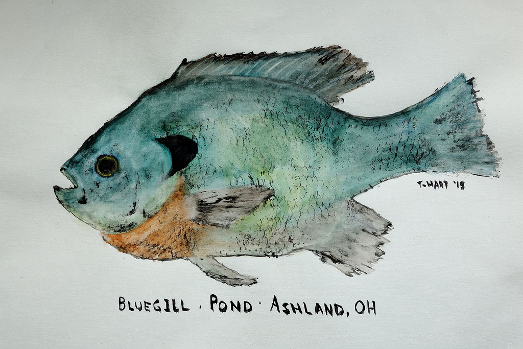 1024x683 Scottish Fisheries Museum - Gyotaku Fish Painting