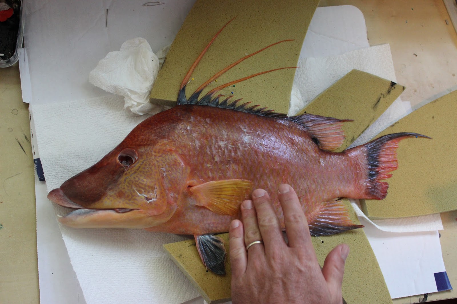 1600x1066 Faithful With The Little Making Gyotaku (Japanese Fish Prints - Gyotaku Fish Painting