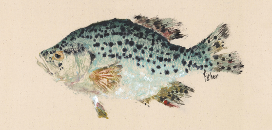 558x266 Gyotaku Fish Rubbings By Fred Fisher Tallahassee - Gyotaku Painting