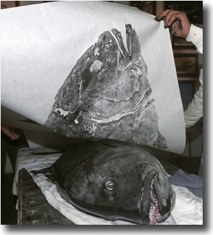 311x343 Gyotaku Is A Unique Form Of Printing That Uses Freshly Caught Fish - Gyotaku Painting