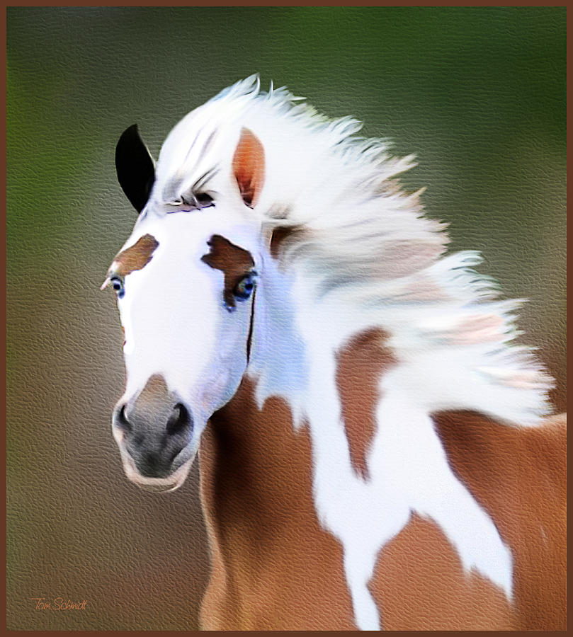 809x900 Gypsy Vanner Painting By Tom Schmidt - Gypsy Horse Painting