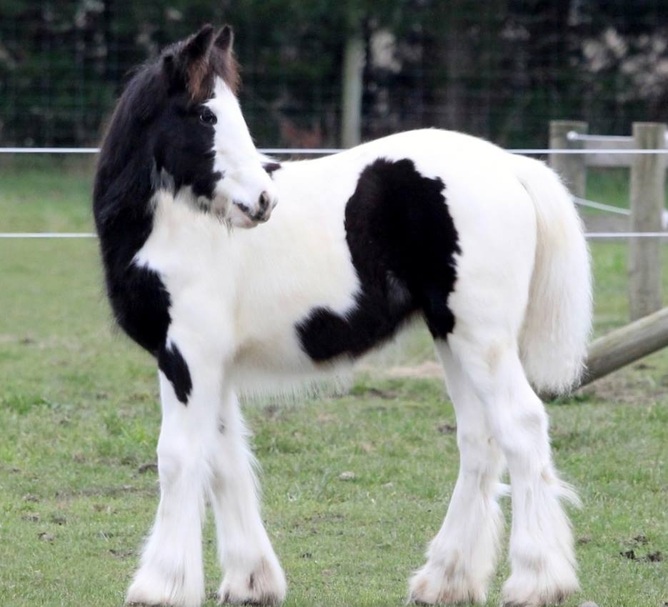 Gypsy Horse Painting at PaintingValley.com | Explore collection of ...