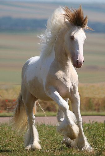 338x500 Pearly Erwyn Palomino, Horse And Blue Eyes - Gypsy Vanner Painting