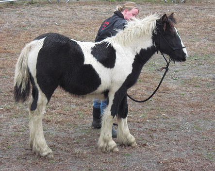 443x352 Taliesin - Gypsy Vanner Painting