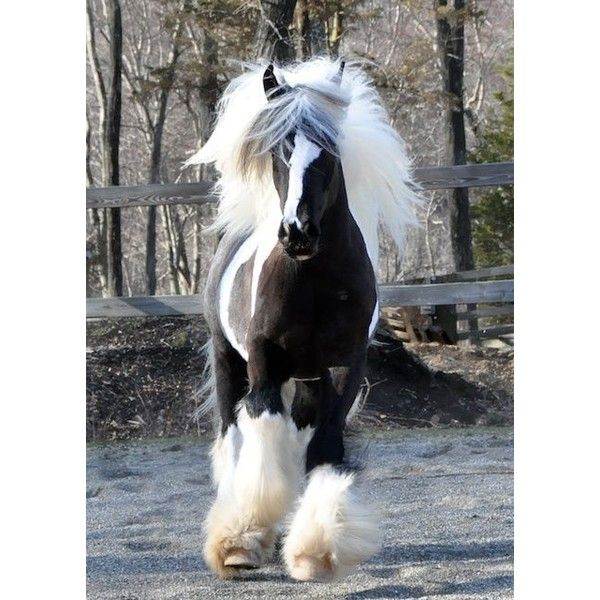 600x600 The Painted Bench - Gypsy Vanner Painting