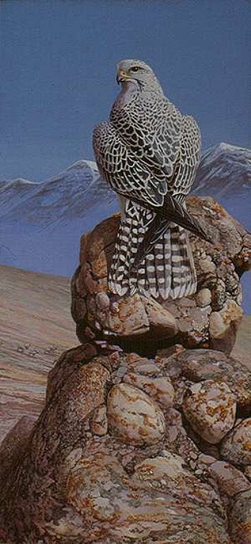 366x794 Gyrfalcon - Gyrfalcon Painting