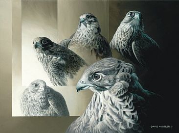 366x271 Gyrfalcon - Gyrfalcon Painting