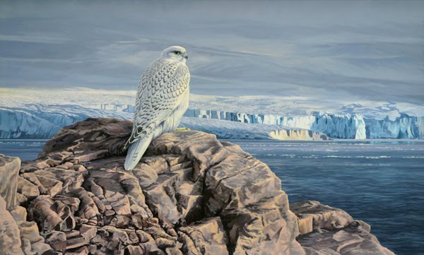 600x361 Gyrfalcon Dreams And Ecstasy In Ivory Birding Newfoundland - Gyrfalcon Painting