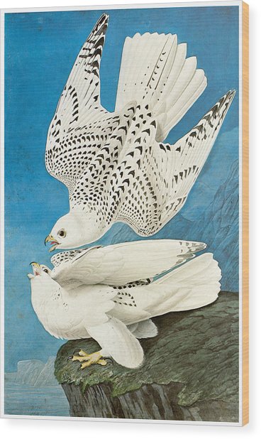 368x618 Gyrfalcon Painting By John James Audubon - Gyrfalcon Painting