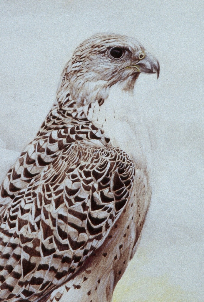 694x1024 Gyrfalcon Painting Jason Roberts - Gyrfalcon Painting
