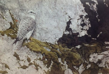 460x314 20130225 084315.jpg - Gyrfalcon Painting