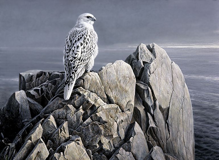 770x561 If Falcon Is Classical Bird Of Prey, Gyrfalcon Is - Gyrfalcon Painting