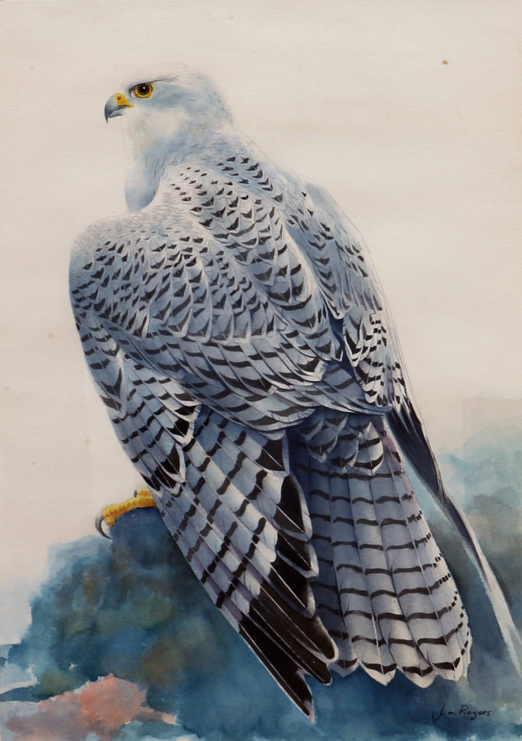 760x1079 Jack Martin Rogers Artist, Philhellene, Father - Gyrfalcon Painting