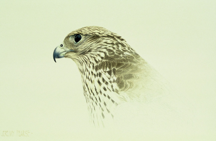 720x470 Pigbristles Gyrfalcon - Gyrfalcon Painting