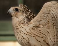 200x159 Stunning Gyrfalcon Artwork For Sale On Fine Art Prints - Gyrfalcon Painting